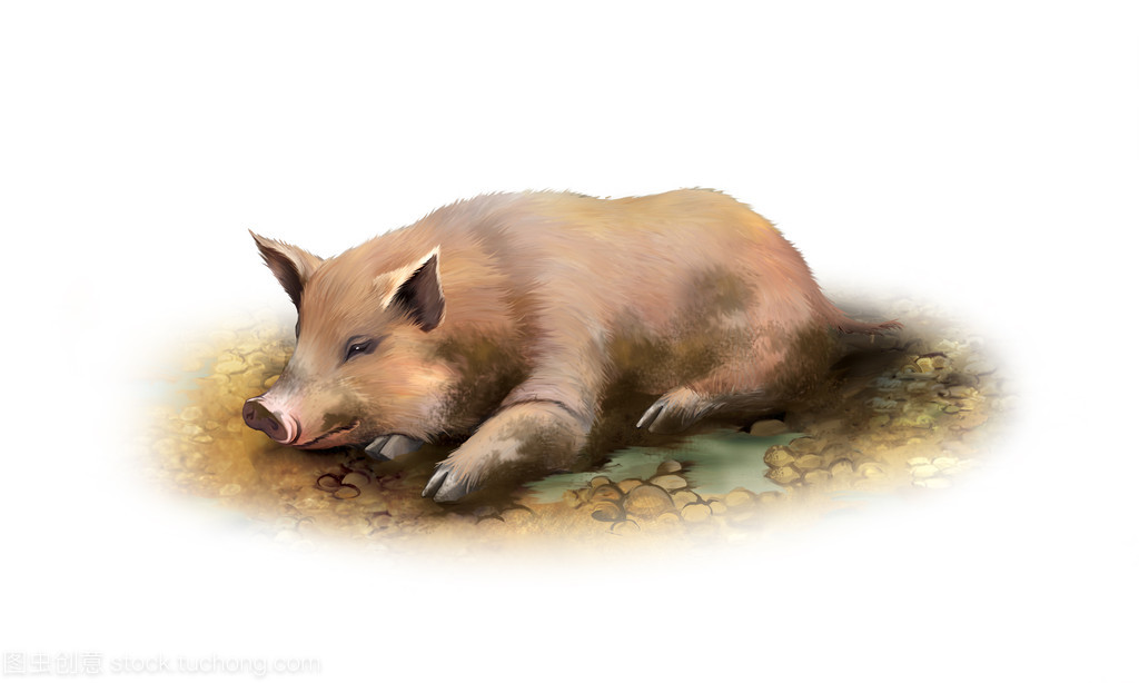 躺在泥里的脏猪